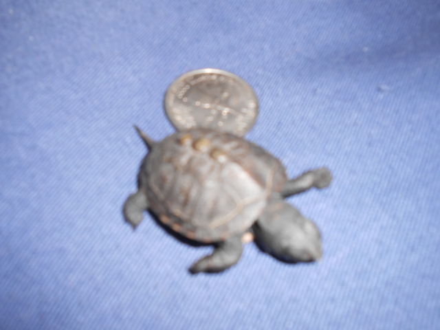 Turtle2