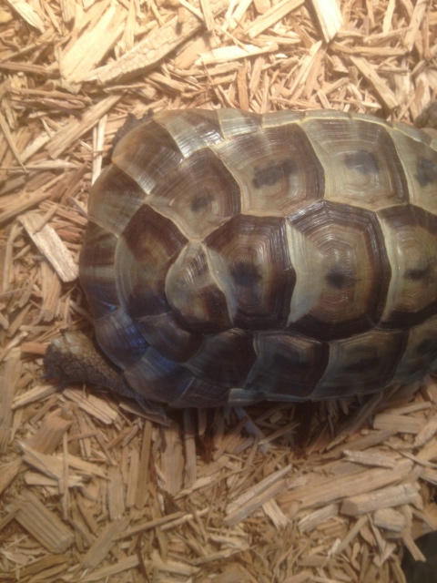Tortoise shell 1