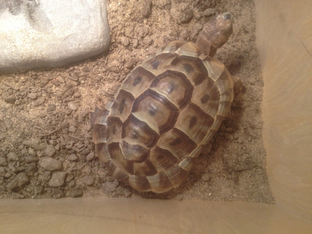 Tortoise shell 2