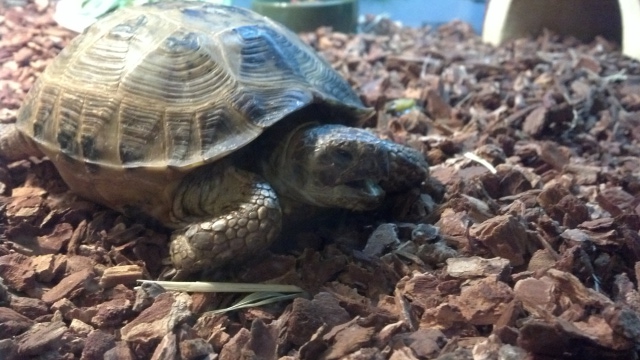Dead tortoise