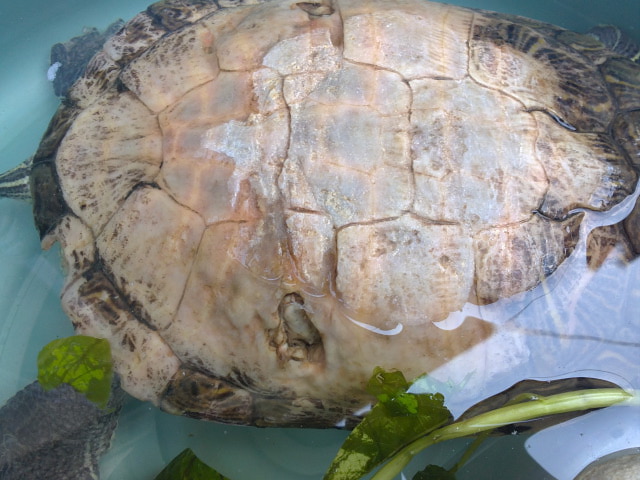 turtle with injured shell
