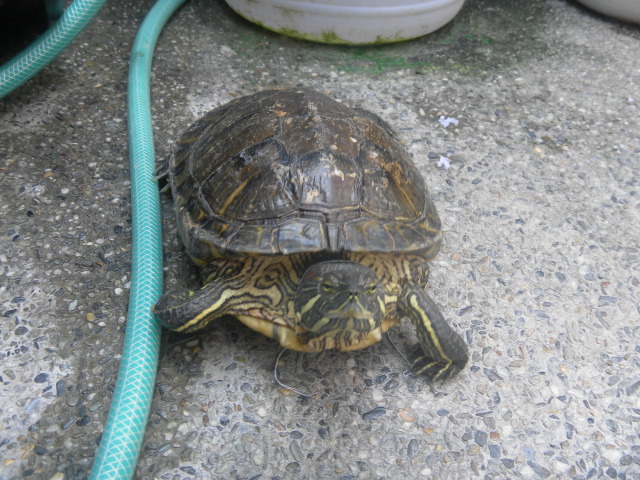 my cute turtle