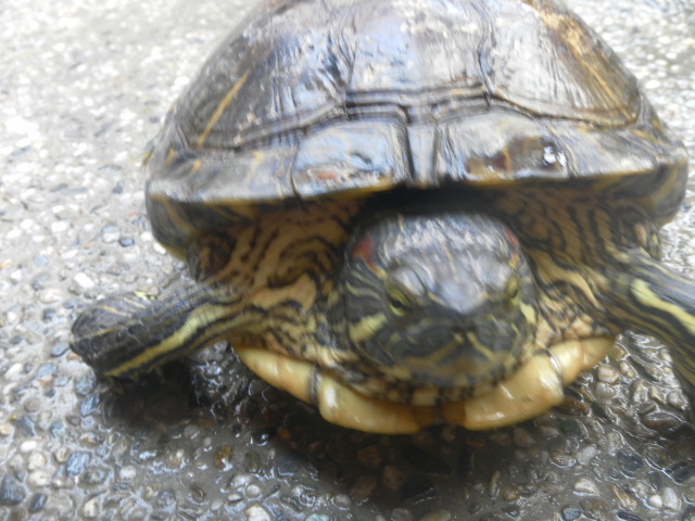 my cute turtle