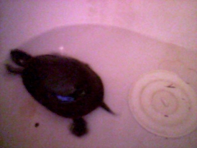 turtle pic 3