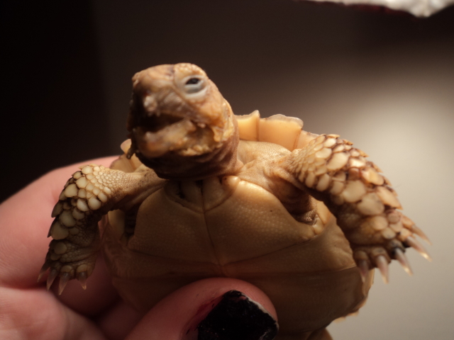 Picture of my Sulcata\'s face