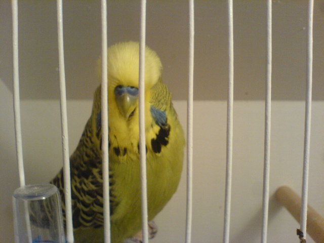 Budgie with spots