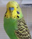 Male budgie with purplish cere.