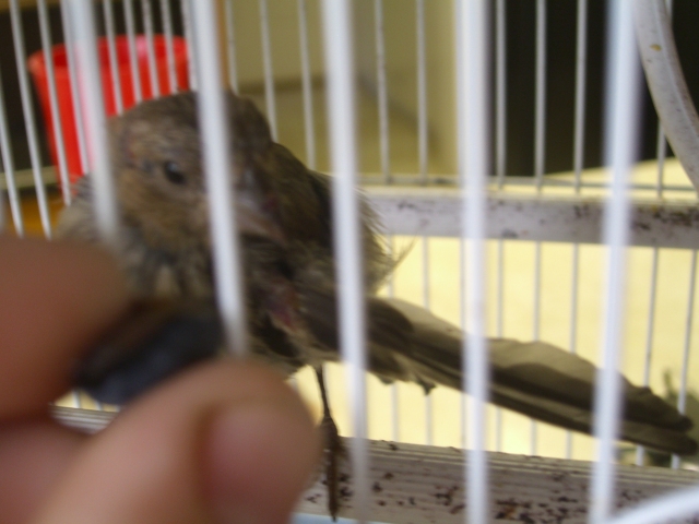 Finch(chirpy)attacked and broken wing sticking straight out with two big feathers still alive.