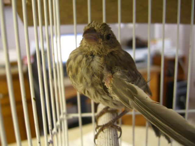 After attack close up photo of Finch and broked wing