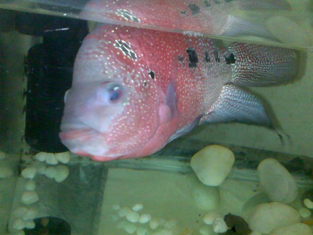 Last flowerhorn Fish