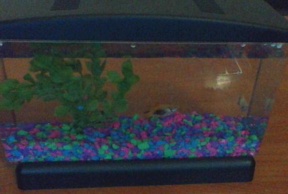 Fish tank 