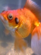 Fantail goldfish 