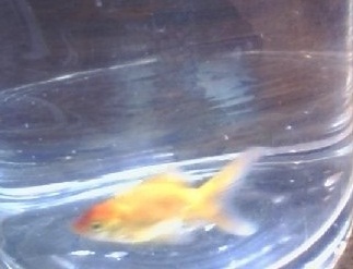 Goldfish Image