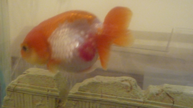 lionhead goldfish red patches 1