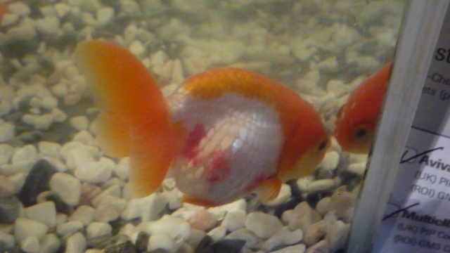 lionhead goldfish red patches 2