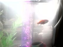 My fish is swimming a little now