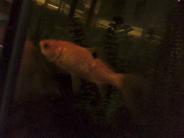 my dying fish.