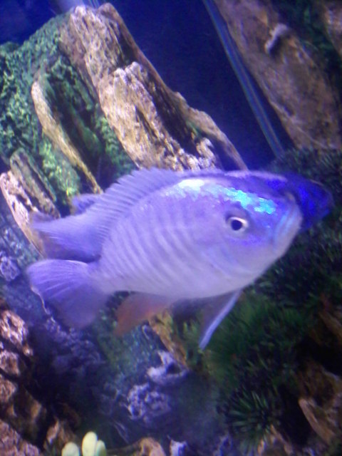 White Fish