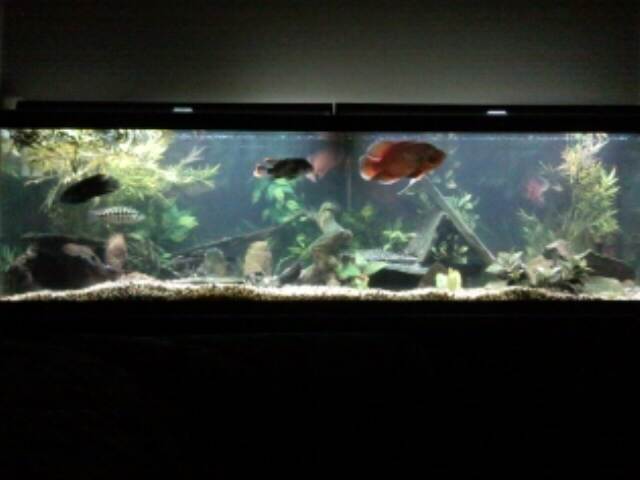 My 125-gallon New World Cichlid Aquarium