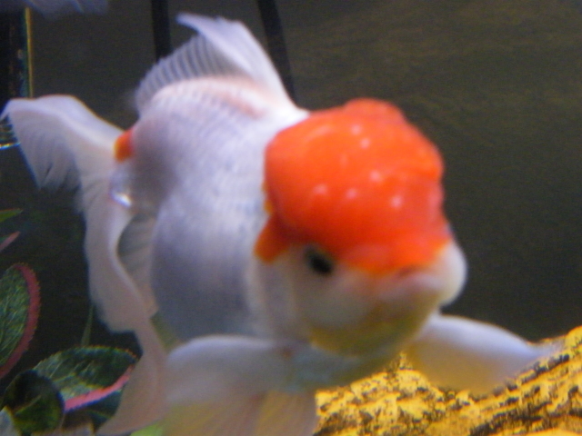 Goldfish with white flecks in head tissue