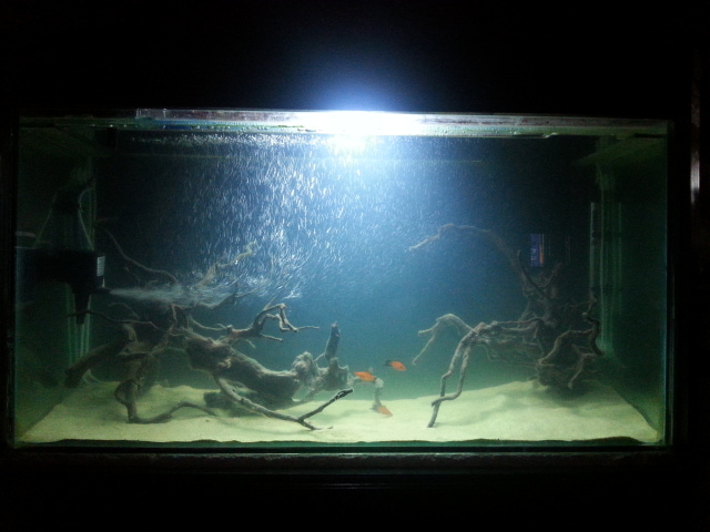 My aquarium in process of setup for discus