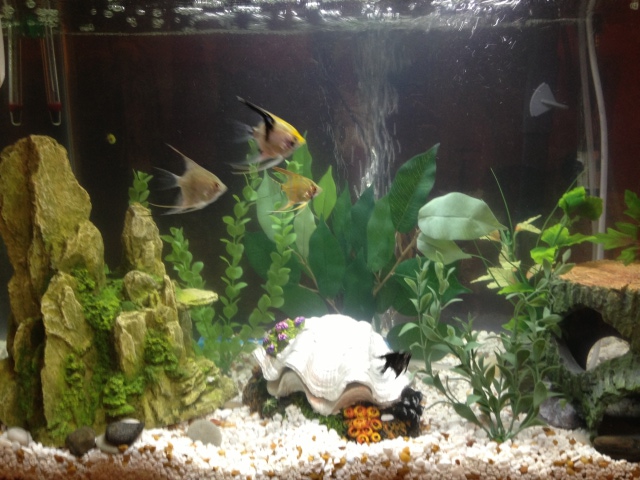 My angelfish tank