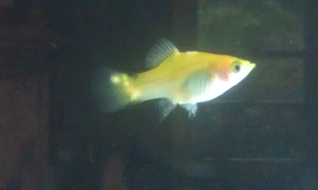 Yellow Platy with spots