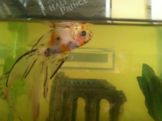 Tommy the upside down fish