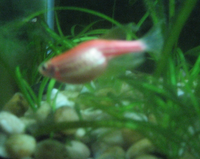 Red Danio with a large belly