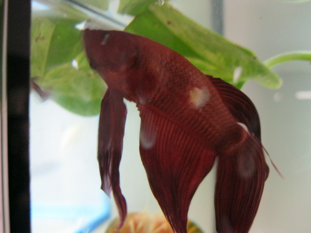 Beta Fish 7 month old