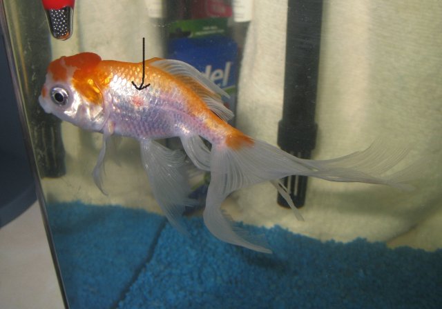 My Goldfish