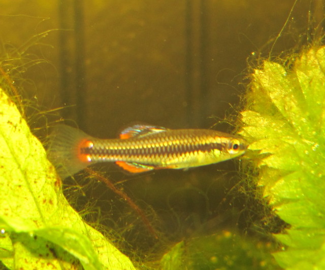 ID fish