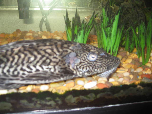 Pleco with Bubbly Growth