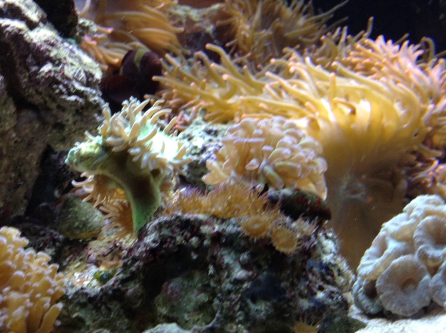 Junk anemone