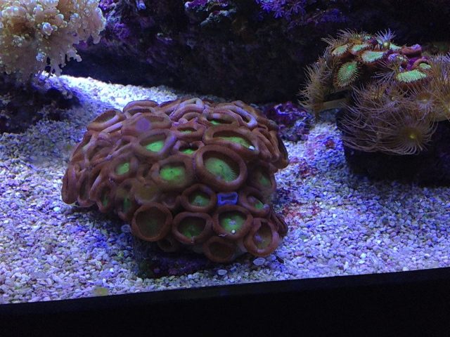 Button coral