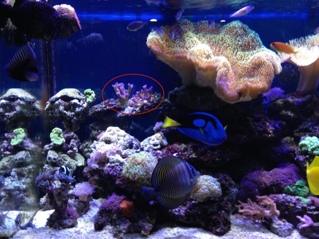 Coral placement