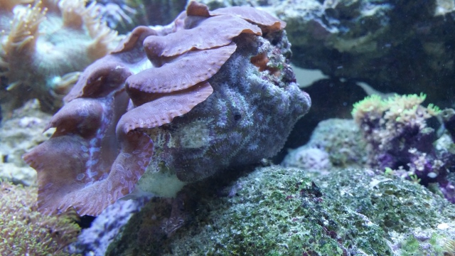 clam growth