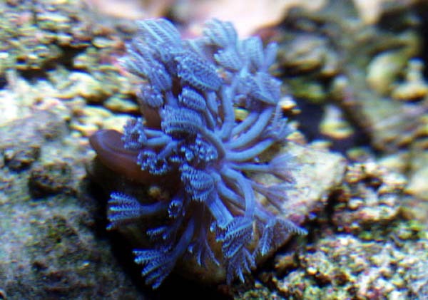 Blue Xenia - A Great Starter Coral