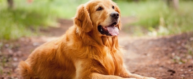10 Most Popular Large Breed Dogs 