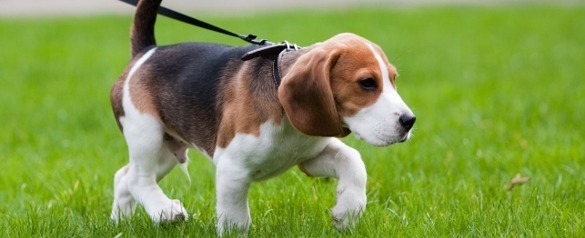 10 Most Popular Small Breed Dogs