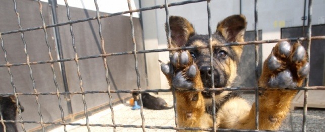 10 Ways You Can Help Shelter Dogs