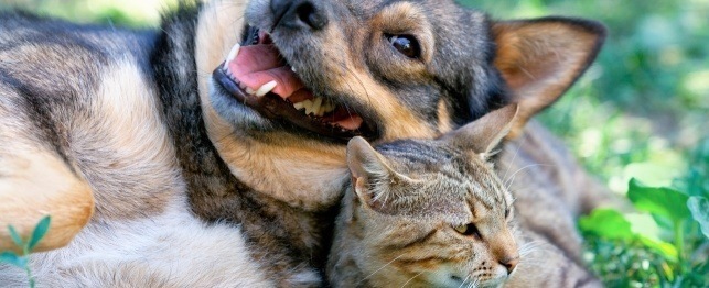 Dog vs. Cat: Which is Right For You?