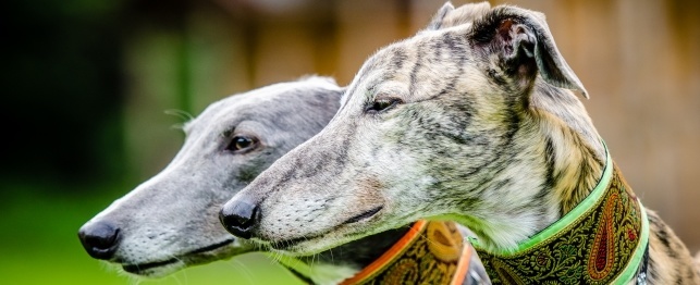 Greyhounds Get a Second Chance