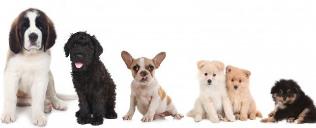 Guide to Picking the Dog Breed That's Right For You