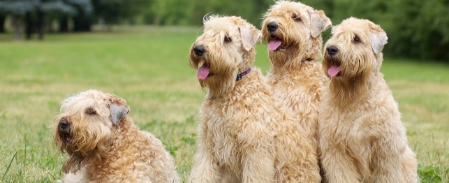 How to Pick a Good Dog Breeder