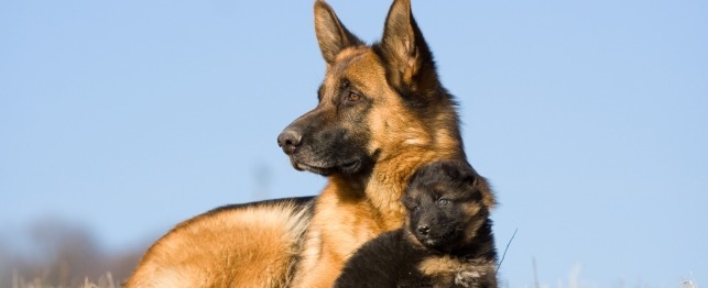 Picking a Female German Shepherd for your Family