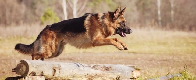Picking a Male German Shepherd for your Family