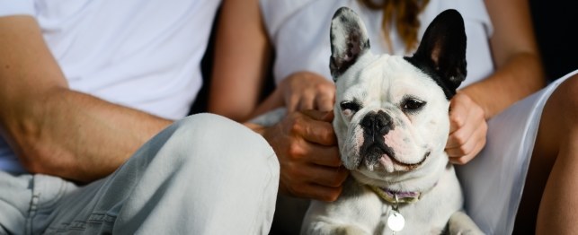 The Best Pets for New Millennial Families