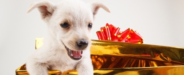 Think Twice Before Giving Dogs As Holiday Gifts