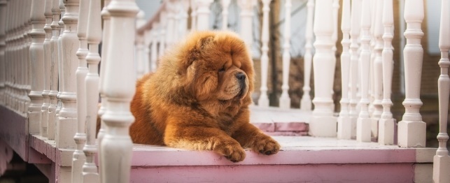 Top Dog Breeds as Solo Pets
